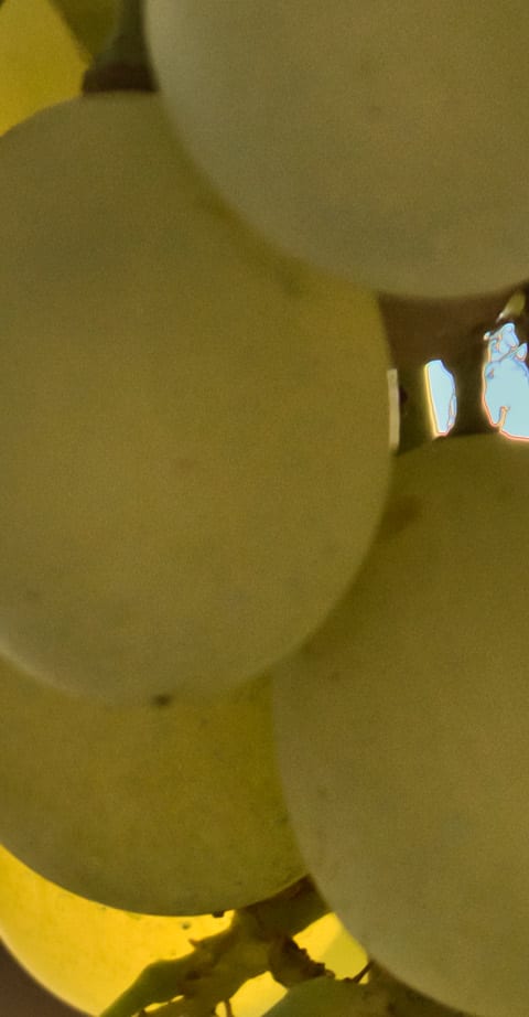 viognier, wein aus Frankrijk