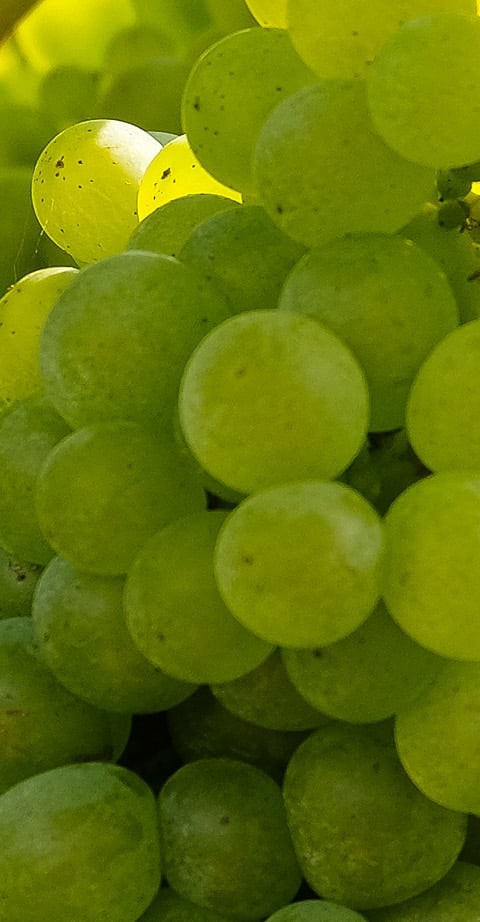 Welschriesling, wein aus Autriche