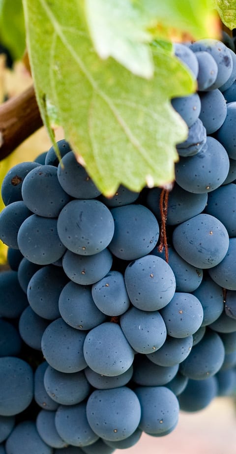 Zinfandel, wein aus Etats-Unis