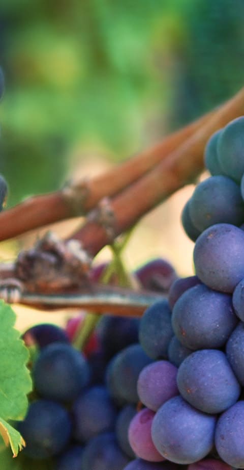 Zweigelt, wein aus Autriche