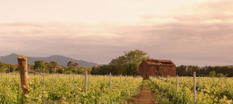 Rotwein aus Canberra, Australian Capital Territory, Australien, vinifikation