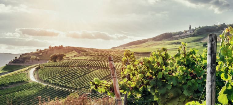 Weisswein aus Mosel-Saar-Ruwer, Deutschland, vinifikation