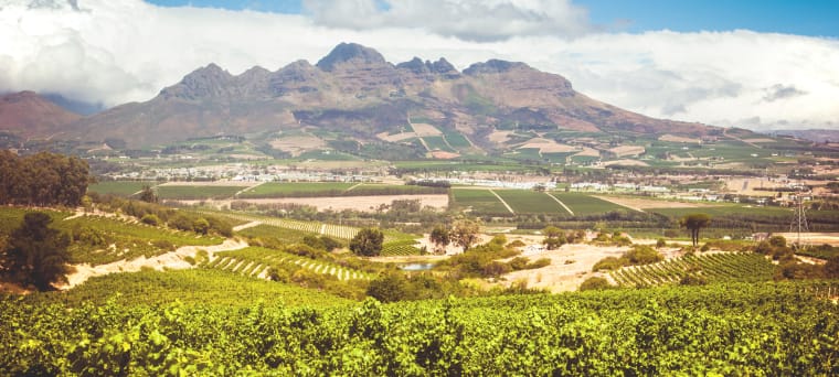 Weisswein aus Cape South Coast, Zuid-Afrika, vinifikation