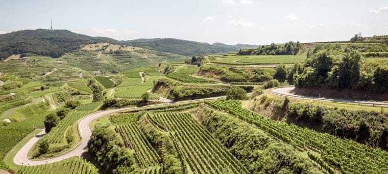 Wein aus Baden, Duitsland