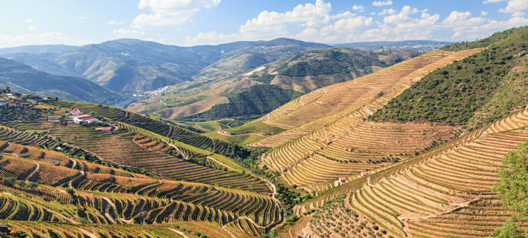 Wein aus Bairrada, Portugal