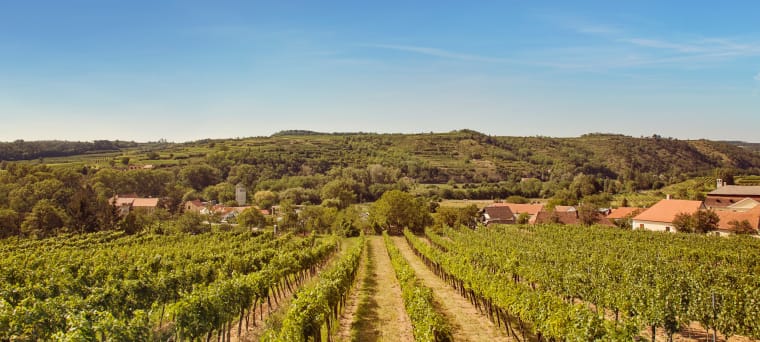 Wein aus Kamptal, Oostenrijk