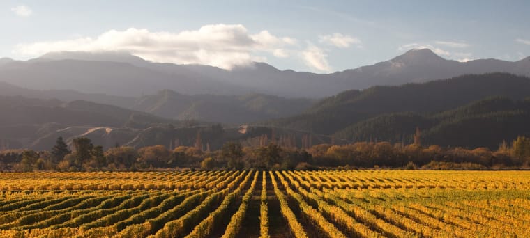 Wein aus Marlborough, Nouvelle-Zélande