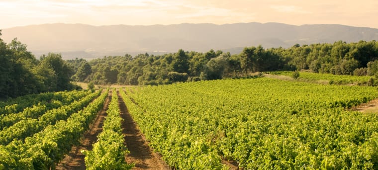Wein aus Provence, Frankrijk