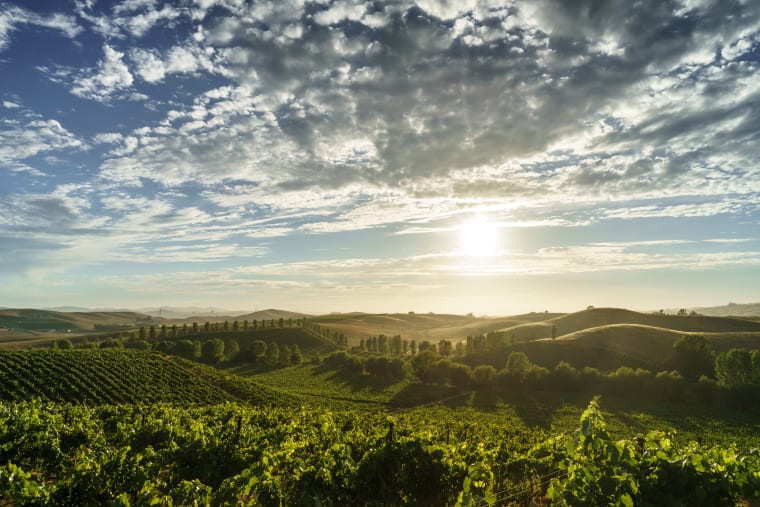 Wein aus Sonoma Valley, Verenigde Staten
