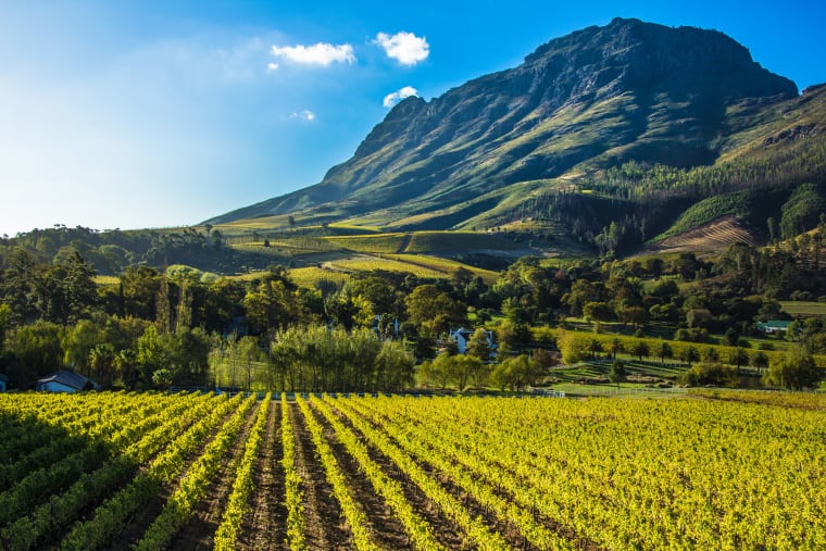 Wein aus Stellenbosch, Zuid-Afrika
