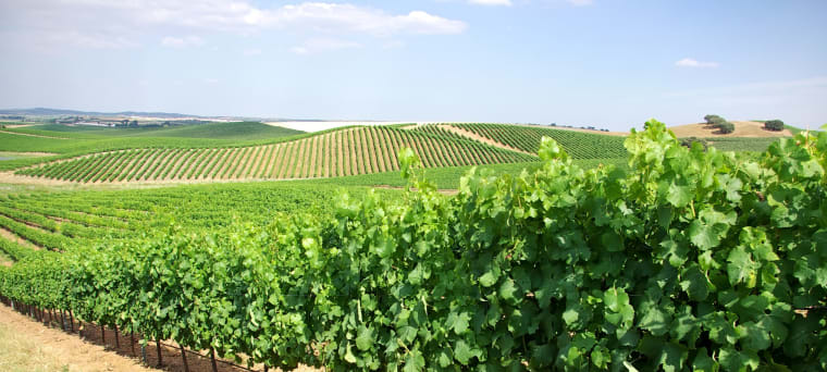 Wein aus Vinho Verde, Portugal