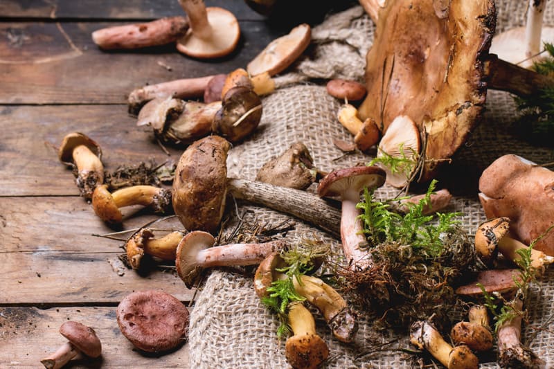 Wein passt Champignons