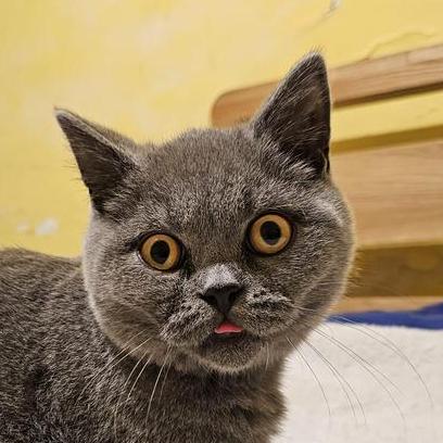 //res.cloudinary.com/wickedsites/image/upload/petal_marketing/prod/avatars/23981