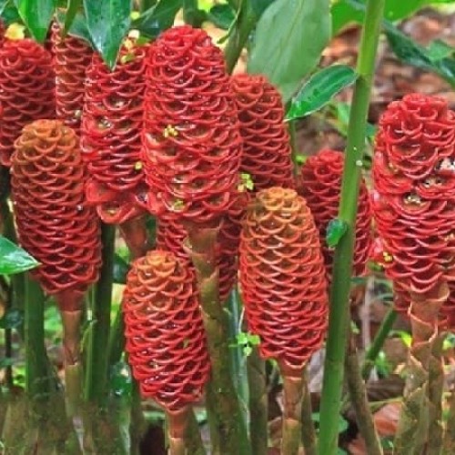 4 Rahasia Kecantikan Alami Perempuan Baduy