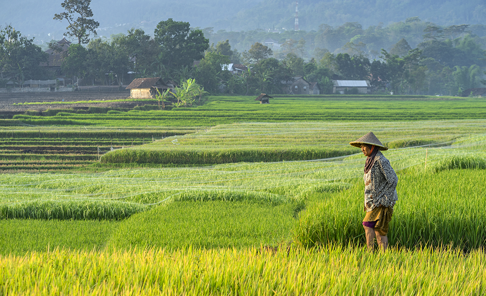 Hari Tani Nasional 2022: Tegakkan Konstitusionalisme Agraria yang Adil Gender