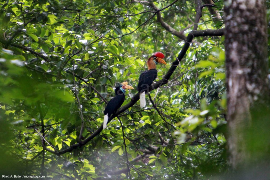 Tujuan Hari Menanam Pohon Indonesia (HMPI) 28 November