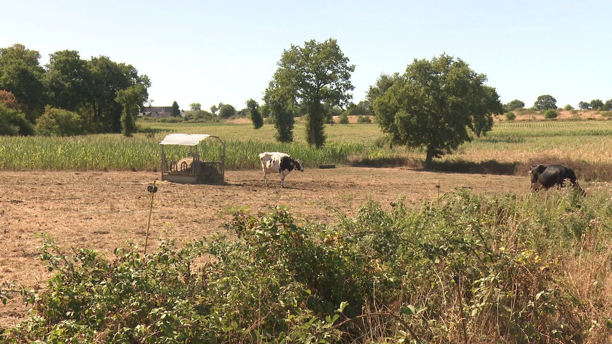 Agriculture française : sécheresse et canicule érodent notre souveraineté d'élevage