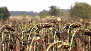 Sécheresse : le gouvernement décale son plan d'aide d'urgence aux agriculteurs