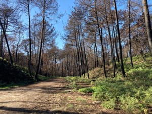 Forêt des Landes après l'incendie de juillet 2022 à La Teste-de-Buch