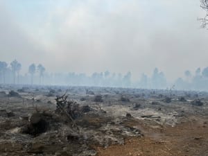 Incendie dans les Landes : plus de 1 100 hectares brûlés à Luglon