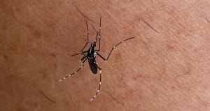 Charente-Maritime : un cas de chikungunya déclenche une opération de démoustication à La Rochelle