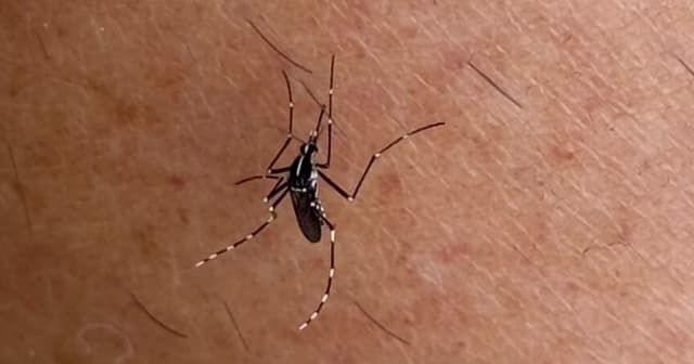 Charente-Maritime : un cas de chikungunya déclenche une opération de démoustication à La Rochelle