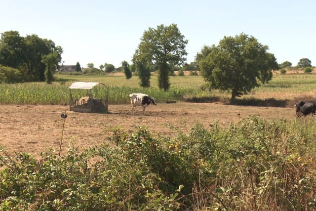 Agriculture française : sécheresse et canicule érodent notre souveraineté d’élevage