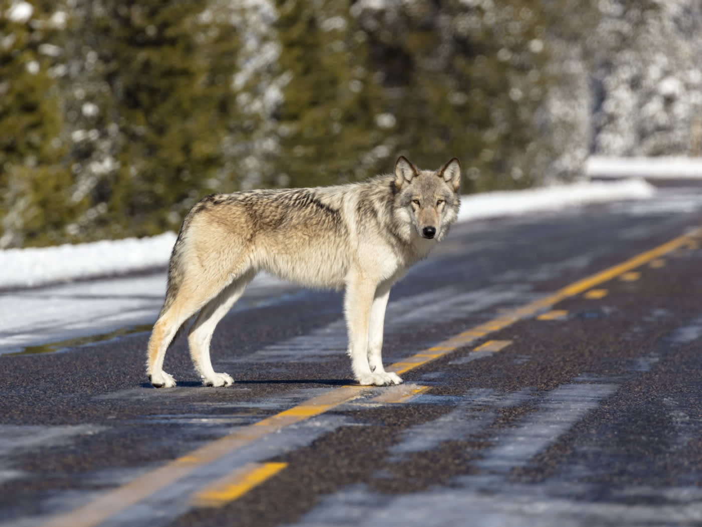 États-Unis : Donald Trump demande le réexamen du statut de protection des loups