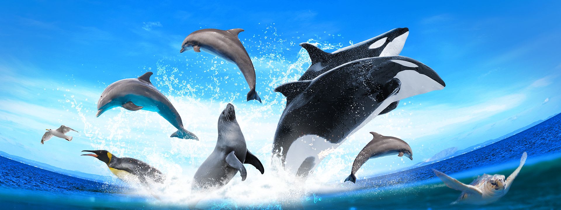 One Voice demande un sanctuaire marin pour les dauphins de Marineland