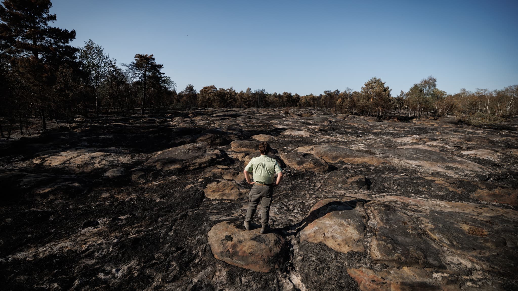 Après les incendies de l'été, la forêt de Fontainebleau rouvre partiellement ce samedi