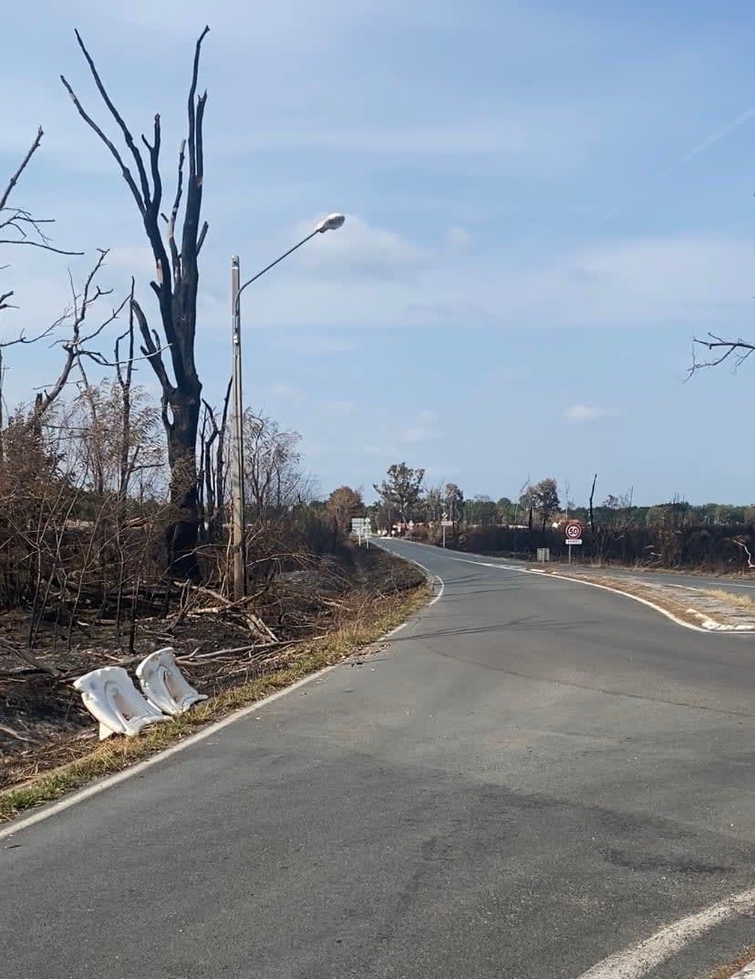 Végétation calcinée à l'entrée de Saumos en Gironde après l'incendie de juillet 2026