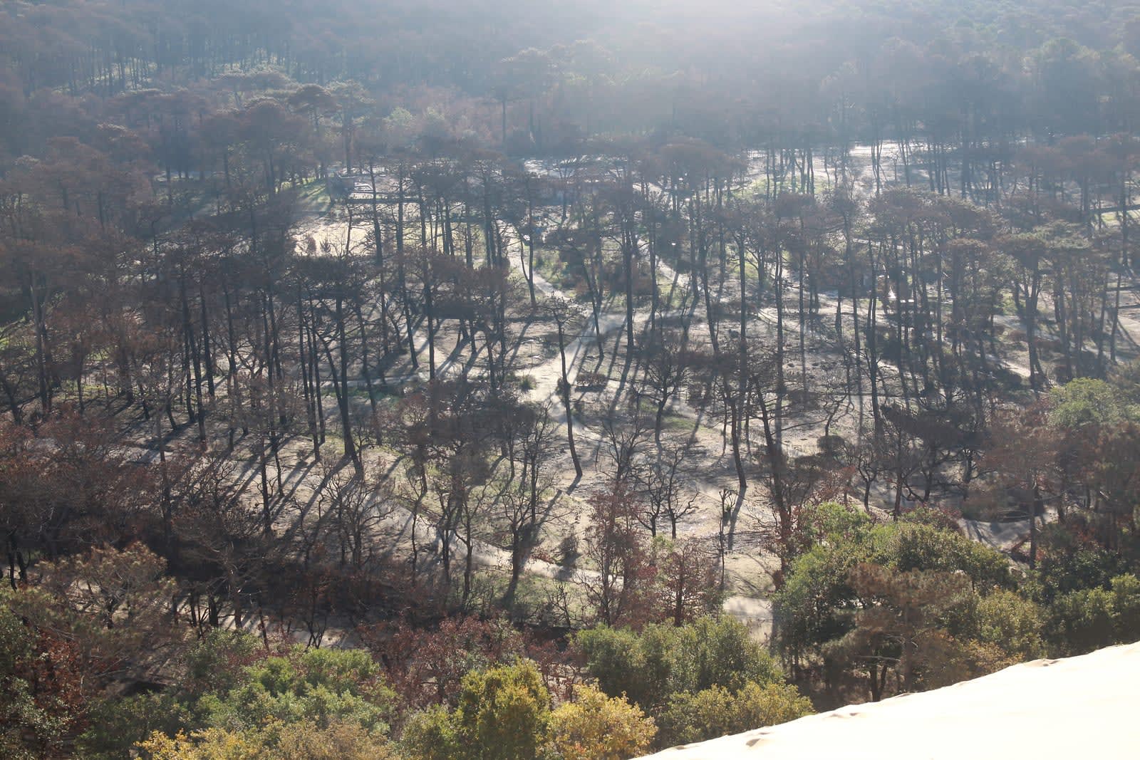 Campings de la Dune du Pilat après l'incendie de juillet 2022 dans les Landes