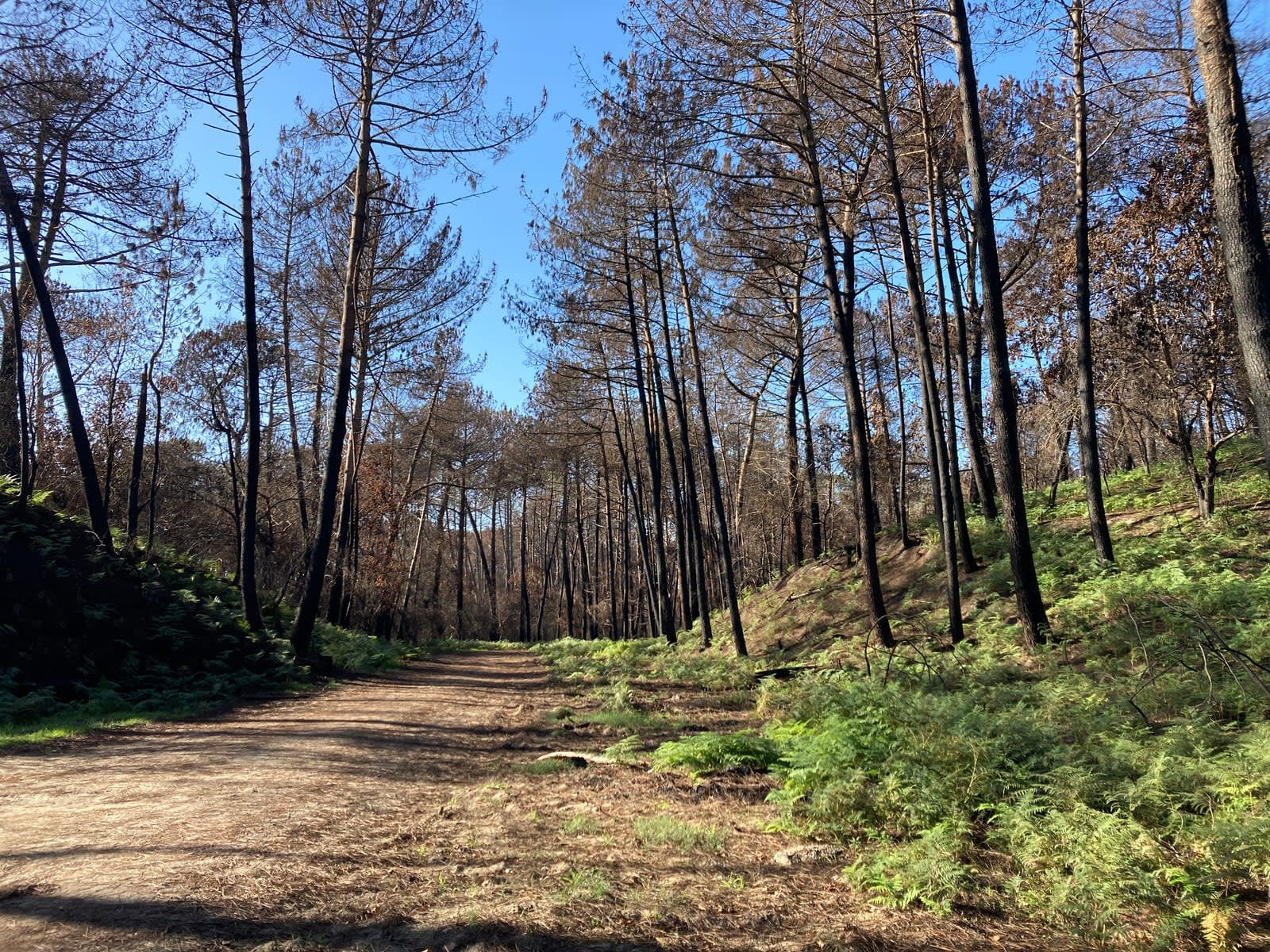 Forêt des Landes après l'incendie de juillet 2022 à La Teste-de-Buch