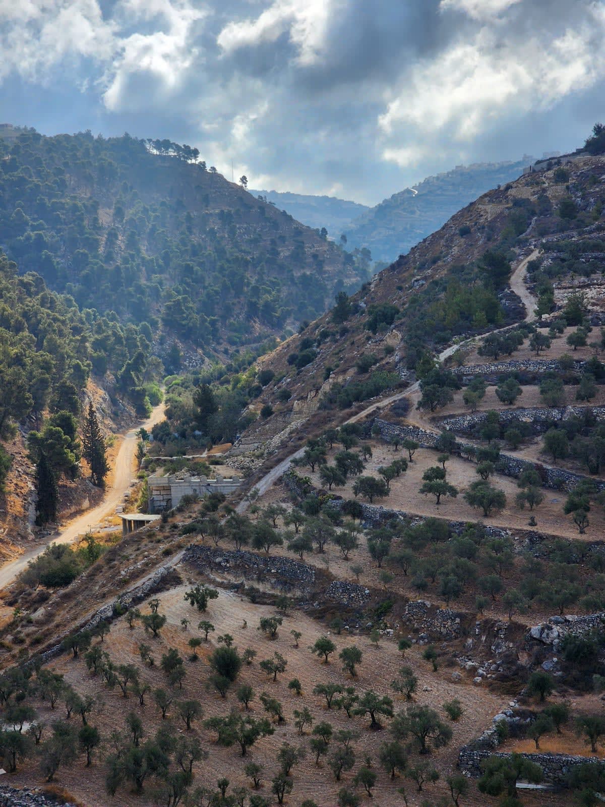 Paysage de la réserve naturelle de Wadi al-Quf près d'Hébron en Cisjordanie, collines boisées et oliviers