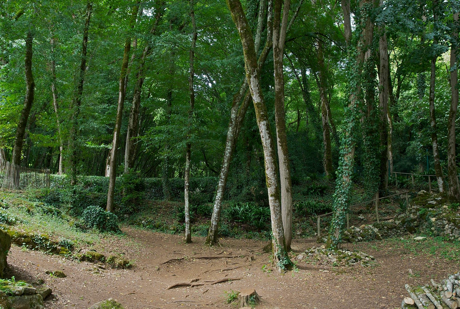 Sous-bois forestier en Dordogne, paysage typique du Périgord noir près de Tursac