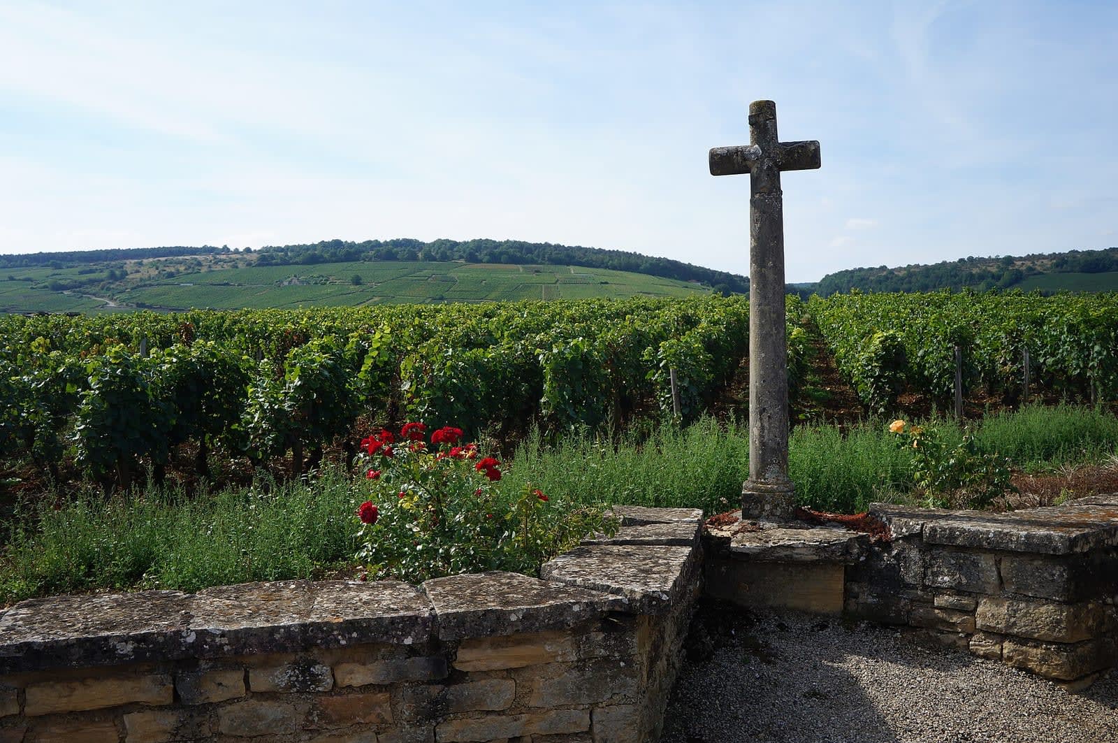 Les vignes du Domaine de la Romanee-Conti a Vosne-Romanee, en Bourgogne