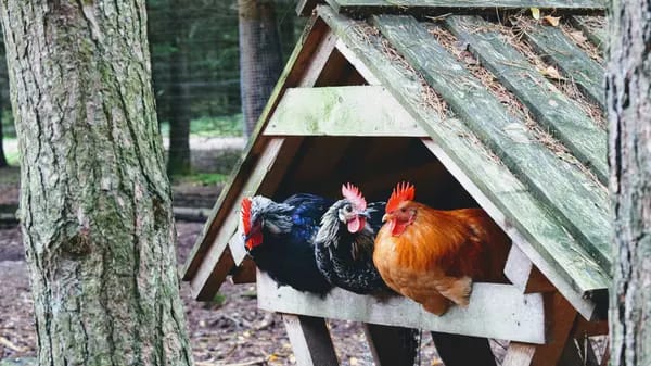Grippe aviaire : Bruxelles déploie un plan de prévention pour protéger nos élevages