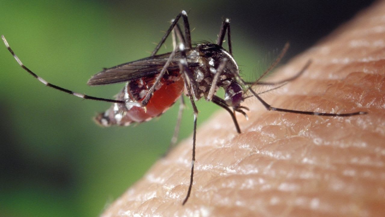 Dengue en Loire-Atlantique : une opération de démoustication d'urgence lancée à Orvault