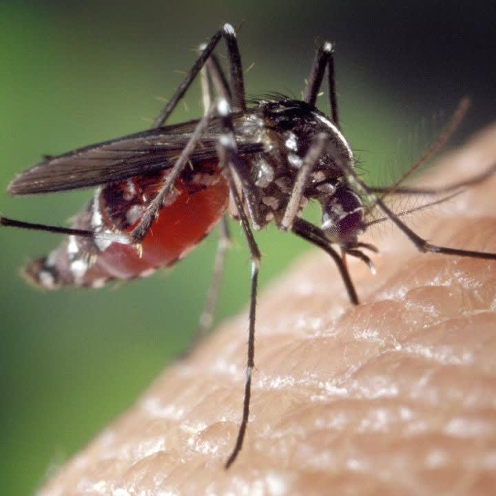 Dengue en Loire-Atlantique : une opération de démoustication d'urgence lancée à Orvault