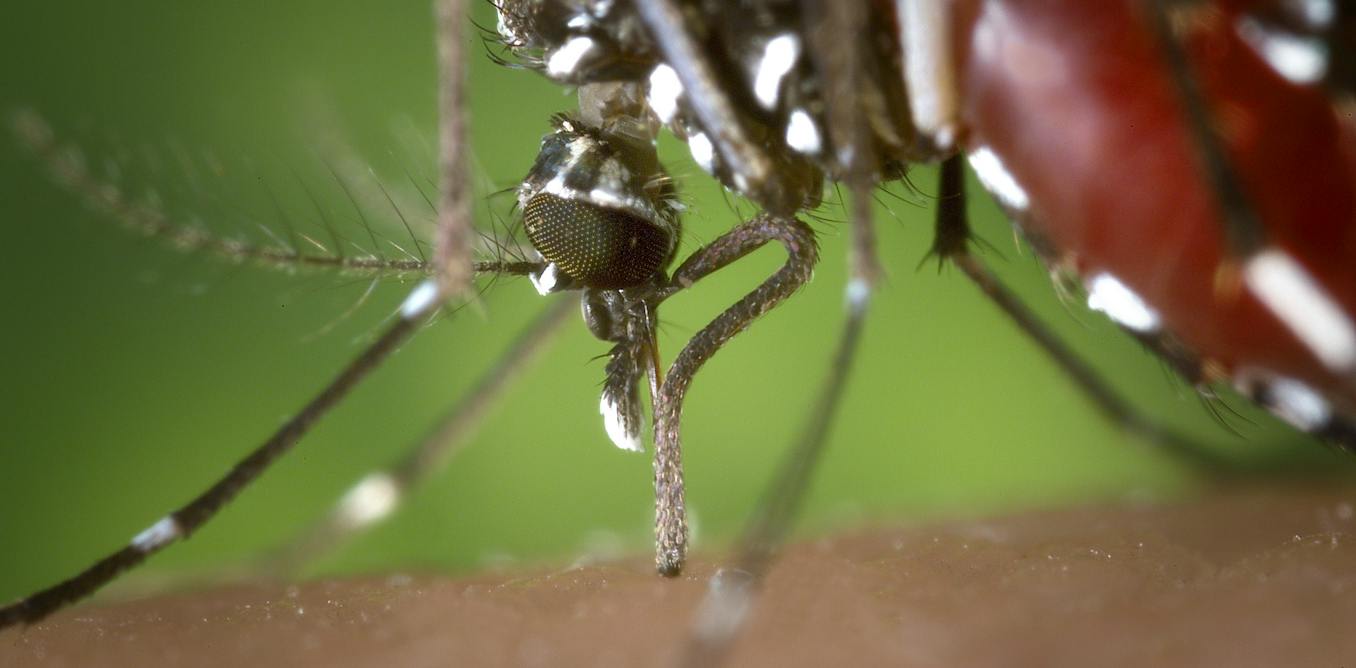 Expansion du moustique-tigre en France : un risque sanitaire généralisé d'ici 2085