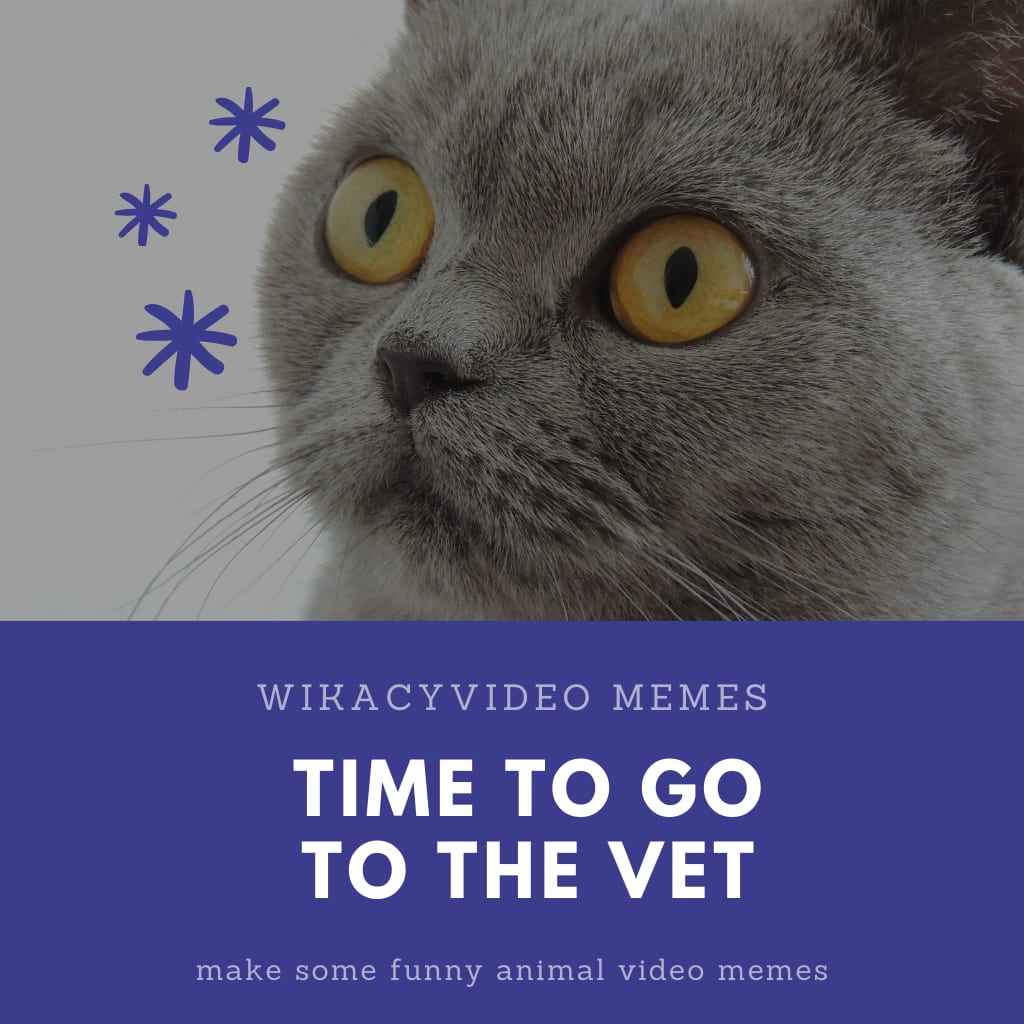 Time to Go to the Vet