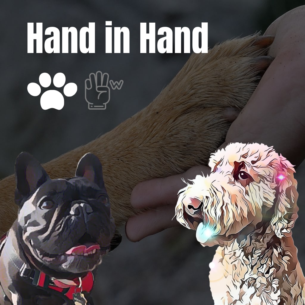 Hand in Hand: Human and Dog