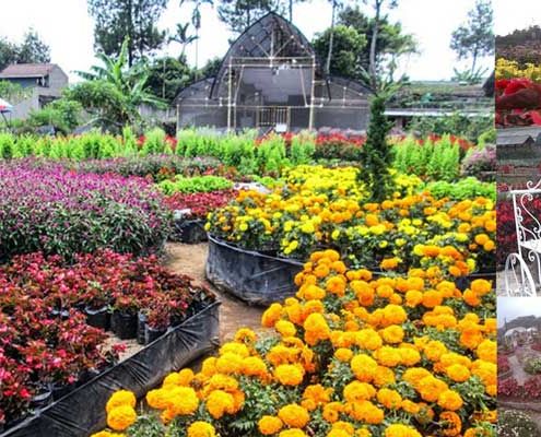 tempat wisata taman bunga begonia lembang bandung
