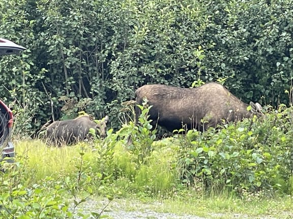 moose with babies