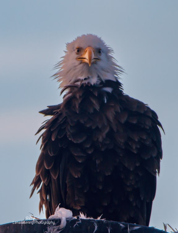 matt robinson photography bald eagle