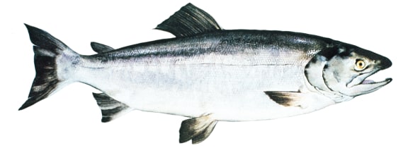 keta salmon