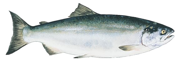 What is the difference between coho salmon and keta salmon?