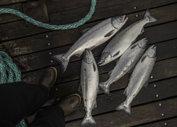 Keta Salmon Portion - The Family Cow