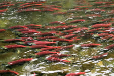 sockeye salmon spawning in a river