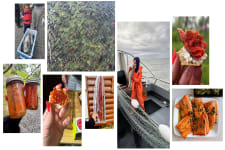 collage of summer in bristol bay